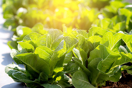 种植园中绿色 cos 生菜有机农场的新鲜树苗 生产和栽培农业以及在田间收获绿叶 蔬菜菜园和健康食品概念花园纤维场地水培生长收成原图片