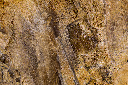 密闭中溶化的木头石英化石地球陆地历史植被水晶宏观矿化遗迹图片