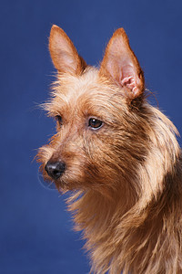 蓝色背景的泰瑞尔(Terrier)图片