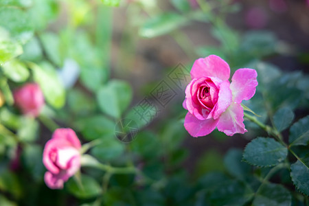 花园里的玫瑰花店铺草本植物展示自然植物火焰植物群团体阳光礼物图片