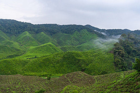高地山丘的绿茶种植园 最好的茶叶生长在潮湿 浓雾和高温的山区热带细雨农场农田土地爬坡农村场景旅行收成图片