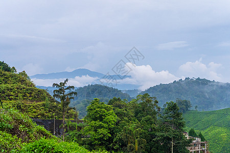 高地山丘的绿茶种植园 最好的茶叶生长在潮湿 浓雾和高温的山区收成爬坡农田叶子场景农业旅行风景高地农村图片