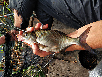 渔夫手里握着一条刚从河里拉出来鱼的鱼野生动物海洋渔业运动鳟鱼闲暇食物海鲜动物鲤鱼图片