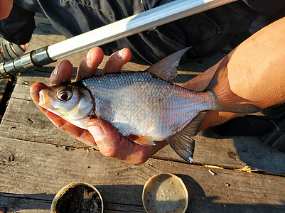 渔夫手里握着一条刚从河里拉出来鱼的鱼鳟鱼海鲜食物淡水爱好野生动物荒野闲暇垂钓者鲤鱼图片