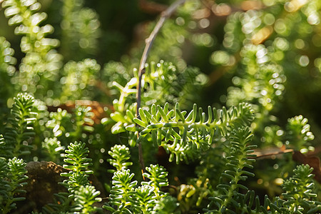 Goldmos石本活力焦点抗性苔藓对比度簇绒绿色选择性树叶吸引力图片