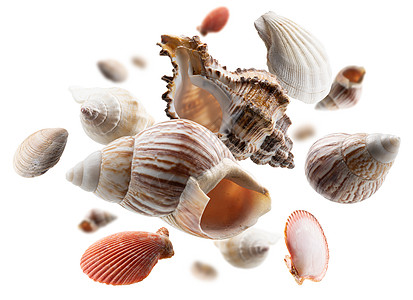 美丽的贝壳在白色背景上飘浮动物生活热带收藏工作室悬浮飞行蜗牛条纹航班图片