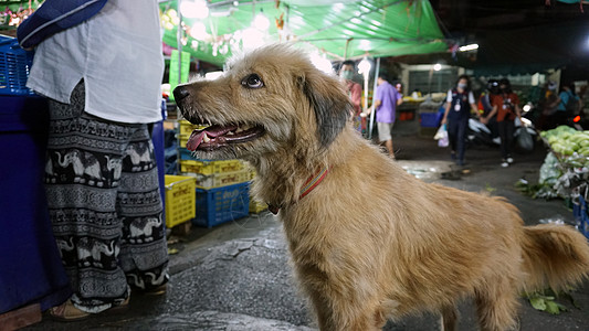 城里的好流浪狗 喂狗眼睛动物犬类棕榈宠物小狗帮助流浪汉哺乳动物朋友图片