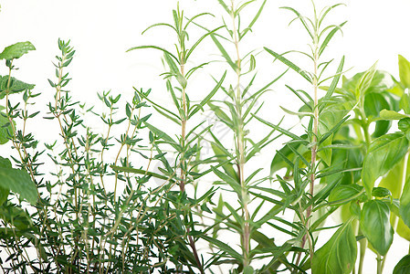 白色背景隔离的新鲜绿色厨房菜草药草丹参花园植物芳香叶子薄荷草本植物香料收藏迷迭香图片