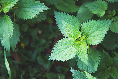 特写纹理 愈合医疗设备 并修补治疗设备排渣植物群清洁疗法绿色康复叶子生活方式膀胱医学图片