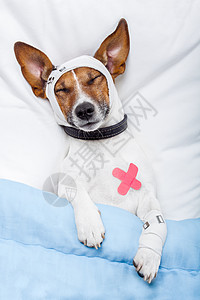 整形外科床上有绷带的病狗外科伤害流感头痛犬类愈合痛苦动物小狗医院背景