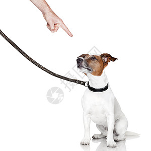 坏狗在看上面教育警报皮革手势朋友衣领皮带宠物动物训练图片