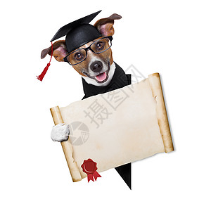 园狗学习文档学校海报帽子宠物证书学生文凭眼镜图片
