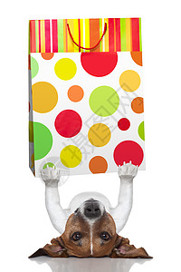 购物狗礼物零售市场购物中心奢华幽默折扣展示小猎犬消费者图片