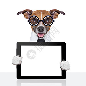 愚蠢的商业狗猎犬电脑人士药片推介会软垫标语经理幽默工作图片
