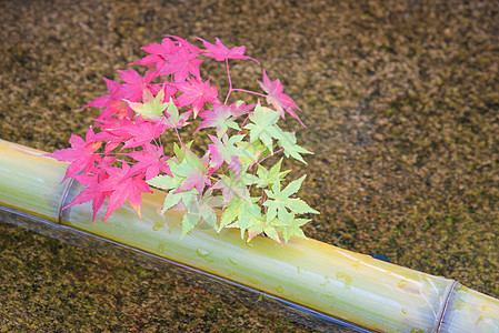 日本京都放松平衡与和谐灵性或健康的日本禅宗花园冥想禅园花园枫叶艺术盆栽圆圈竹子石头庭园图片