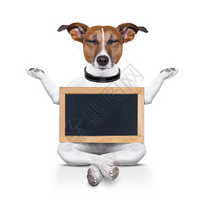 瑜伽狗肌肉平衡小狗猎犬自由精神健身房冥想呼吸姿势图片