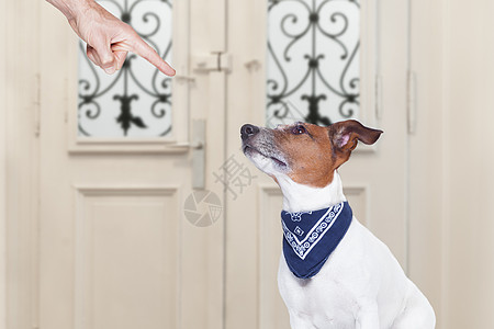 主人惩罚他的狗小狗学习哈巴狗手指训练动物教育宠物地面皮带图片