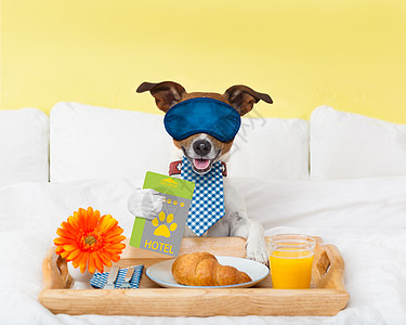 Wtih 旅馆客房服务狗汽车钥匙食物大堂幽默午餐橙子宠物隐私羊角图片
