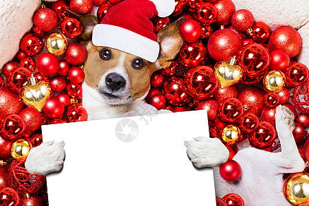 作为背景的圣克萨斯圣诞狗和Xmas球宏观幽默玩具季节说谎小狗宠物小猎犬镜片插图图片