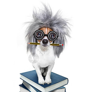 有书的聪明的聪明的狗教科书铅笔书店智力学校创造力头脑图书馆学生宠物图片