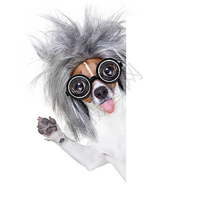 聪明聪明的狗学习思考创造力横幅智力眼镜海报教科书学生火车图片