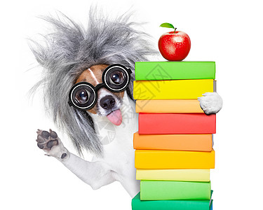 有书的聪明的聪明的狗解决方案思考老师小狗眼镜科学创造力图书馆智慧学校图片