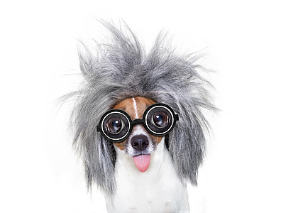 有想法的智能智能智能狗解决方案眼镜科学铅笔学校智力字典猎犬头脑学生图片