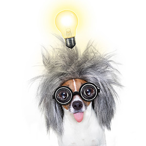 有想法的智能智能智能狗眼镜学习教育文学图书馆宠物大学幽默天才老师图片