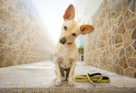狗等散步朋友病人皮带动物学习小狗猎犬教育训练警报图片