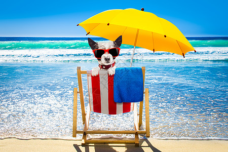 在沙滩椅上放松的狗狗热带太阳毛巾椅子海滩午休假期躺椅支撑防晒霜图片