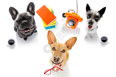 工作办公室工人 商务人士 几对小狗队经理学校秘书动物套装团体员工电话中心商业图片