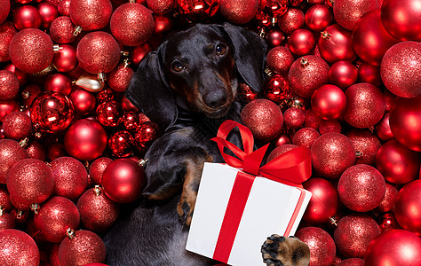 圣诞节横幅圣克萨斯圣诞狗和Xmas球或作为背景的bububles庆典假期甘蔗季节帽子海报玩具装饰品黑板惊喜背景