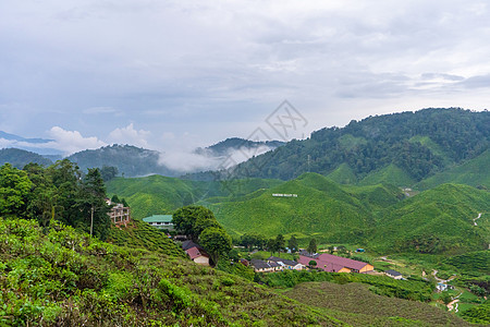 高地山丘的绿茶种植园 最好的茶叶生长在潮湿 浓雾和高温的山区农业爬坡女性土地高地农村旅行叶子植物农田图片