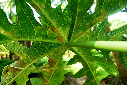 木瓜植物病毒 Nguyen木瓜因疾病而干枯树叶叶子害虫植物农业园艺病害霉菌叶片生物学背景图片