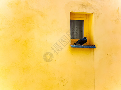小黑鸽坐在小窗窗的窗子上窗台框架窗帘玻璃建筑学布料鸽子建筑窗户黑色背景图片