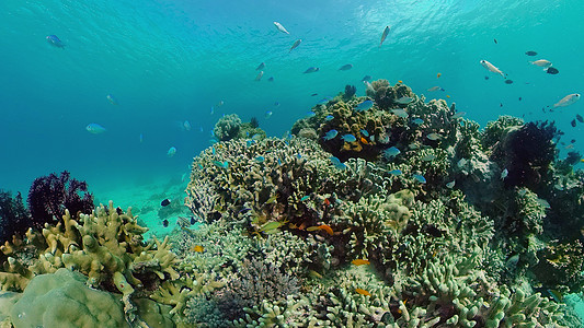 海浪礁石珊瑚礁和热带鱼类 菲律宾热带海洋潜水风景探索景观珊瑚礁石蓝色浮潜背景