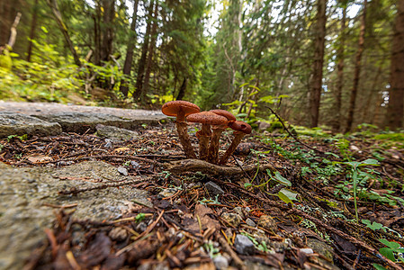 林子里有蘑菇 秋天的森林图片