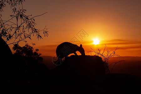 一只袋鼠在岩石上的剪影 背景是美丽的日落 动物看向相机 这张照片是在山上拍的 昆士兰州自然界盖布旅游业牧民荒野地景大街国家尿素野图片