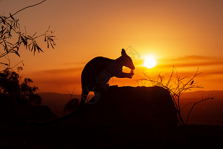 一只袋鼠在岩石上的剪影 背景是美丽的日落 动物看向相机 这张照片是在山上拍的 昆士兰州野生动物旅游业尿素自然界领地地区牧民插图冷图片