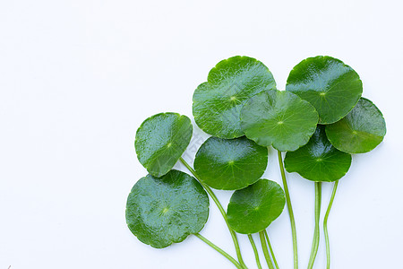 新鲜绿色的青焦耳亚氏叶叶或水植物或黑茶草本植物仙草勾图药品关节炎花园食物科拉积雪草叶子图片