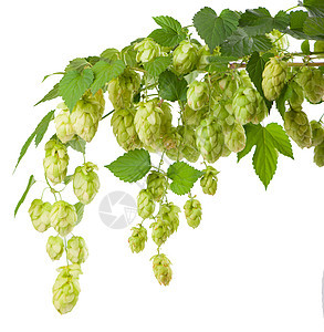 新鲜的绿色香草树枝 在白色背景上被隔绝 泡甜点做啤酒和面包苦味锥体树叶枝条麦芽酿造酒精味道啤酒厂香气图片