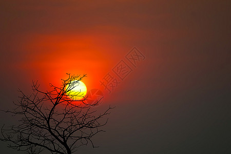 美丽的夕阳在夜暗红天空中 背着月光照亮干枯树图片