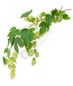 新鲜的绿色香草树枝 在白色背景上被隔绝 泡甜点做啤酒和面包狼疮麦芽美食叶子香料蔬菜味道酒精爬行者饮料图片
