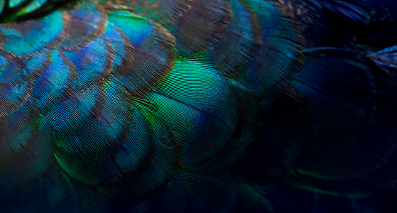 蓝色羽毛特写孔雀五颜六色的细节和美丽的孔雀羽毛 宏观照片金子紫色男性情调装饰风格野生动物蓝色彩虹尾巴背景