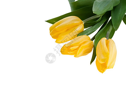 黄色郁金香明信片植物群卡片花瓣叶子花束美丽礼物植物季节图片