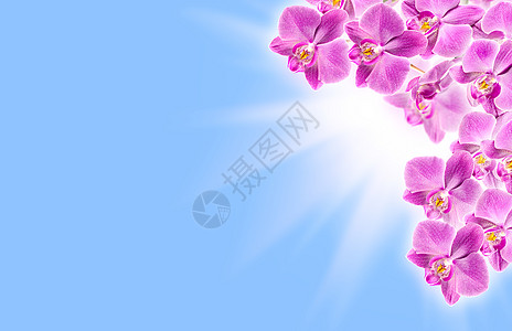 蓝色背景上的粉色兰花边框图片