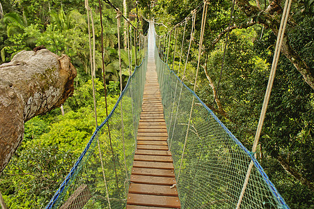 亚马逊流域丛林 秘鲁 南美洲两棵大树之间悬停的桥梁旅行蓝色假期旅游沼泽景点目的地地平线荒野热带图片