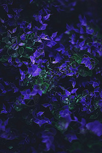作为自然背景的外色紫花花和夜内休假花朵黑色情调异国花园树叶植物花瓣美丽蓝色图片