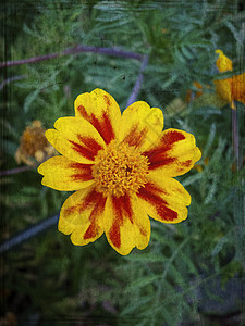 一朵黄红色花的数字式绘画有绿色背景的图片