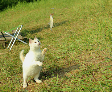 白毛猫钓鱼钓竿家庭白猫小鱼宠物背景图片